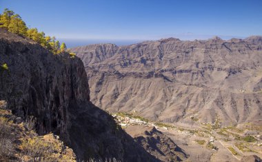 Büyük Kanarya, Ocak