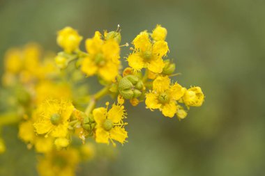 flora of Gran Canaria - Ruta chalepensis clipart