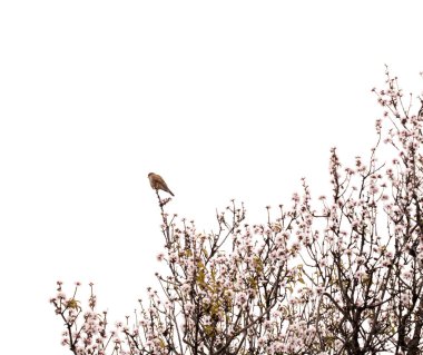 Badem ağacında kerkenez