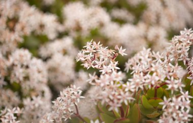 Çiçekli Crassula ovata, para ağacı