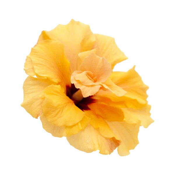 Enkele grote dubbele hibiscus — Stockfoto