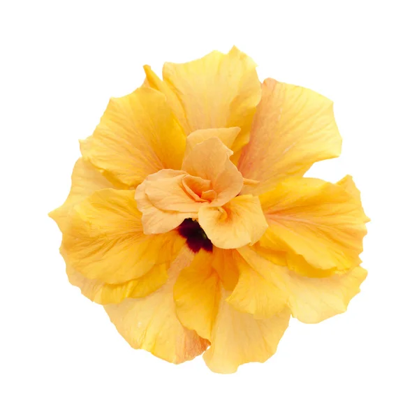 Enkele grote dubbele hibiscus — Stockfoto