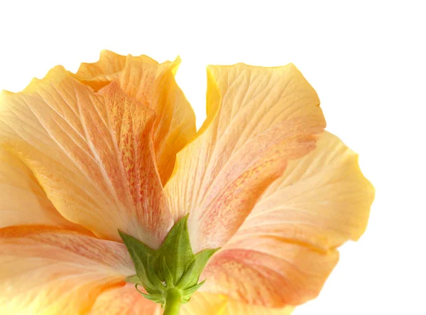 Single large double hibiscus — Stock Photo, Image