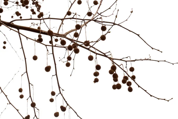 Agregate balls of the seeds of a plane tree — Stock Photo, Image