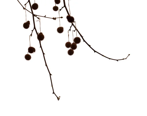 Agregate 공 비행기 나무의 씨앗 — 스톡 사진