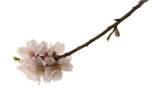 Almond blossom isolated — Stock Photo, Image