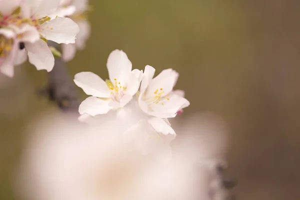 Horticulture of Gran Canaria - almond blossoms — Stock Photo, Image