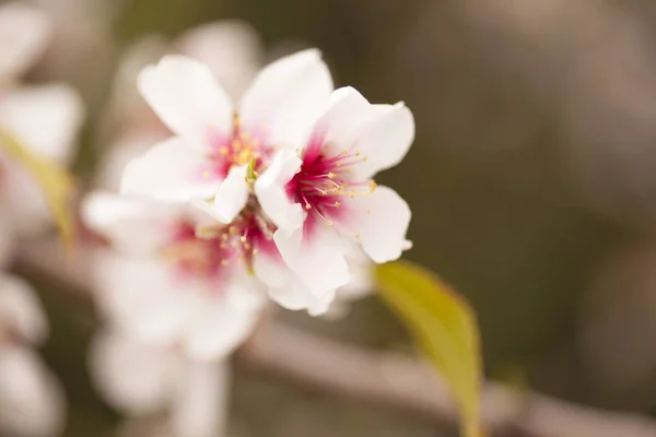 Horticulture de Gran Canaria - fleurs d'amandier — Photo