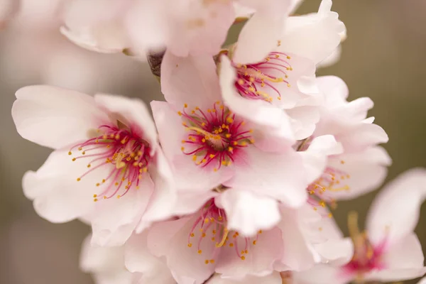 Horticulture of Gran Canaria - almond blossoms — Stock Photo, Image