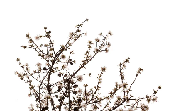 Садоводство Гран-Канарии - цветение миндаля — стоковое фото