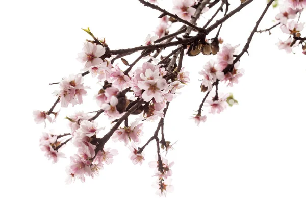 Izolovaný mandlový květ — Stock fotografie