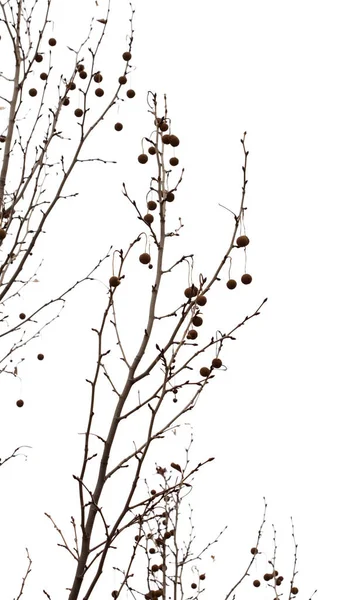 Agregate bollar av frön av en platan — Stockfoto