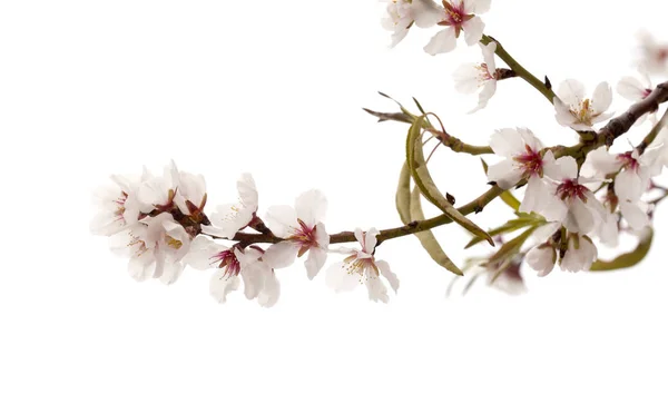 Horticulture of Gran Canaria - almond blossoms — Stock Photo, Image