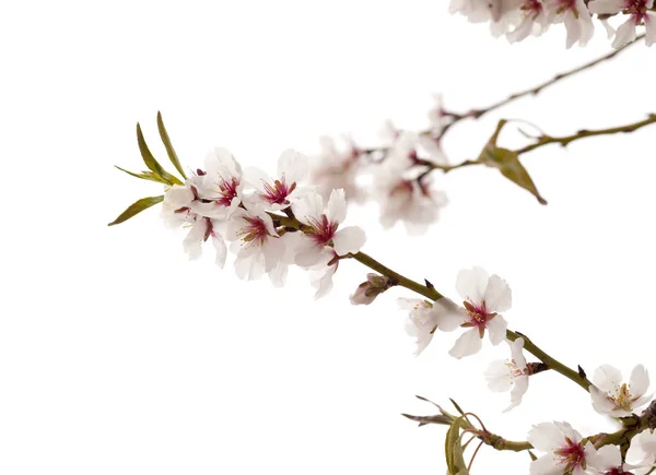 Horticulture of Gran Canaria - almond blossoms — Stock Photo, Image