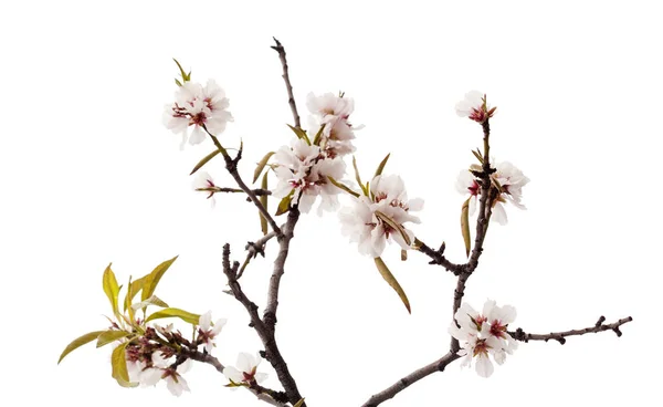 Horticulture of Gran Canaria - almond blossoms — Stock Photo, Image