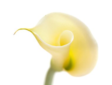 tek açılmamış zambak