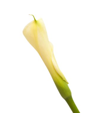 tek açılmamış zambak