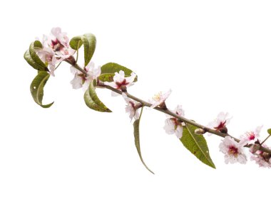 Gran Canaria Bahçeciliği - Badem çiçekleri