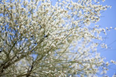 flora of Gran Canaria - Retama rhodorhizoides