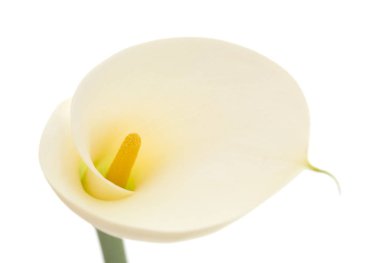 Tek calla lily