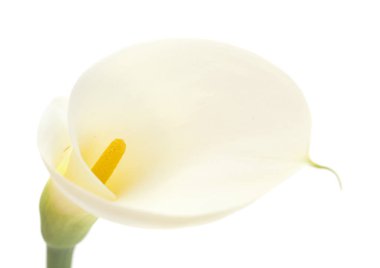 Tek calla lily