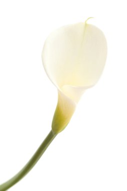 Tek calla lily