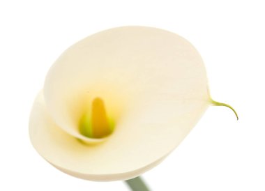 Tek calla lily
