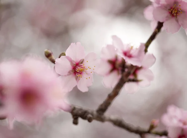 Horticulture of Gran Canaria - almond blossoms — Stock Photo, Image