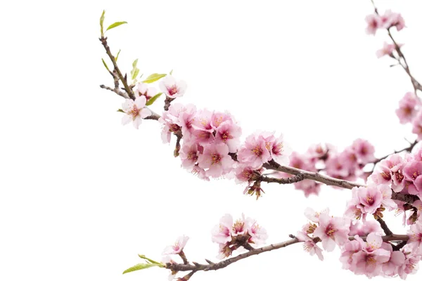 Flowering Almonds White — Stock Photo, Image