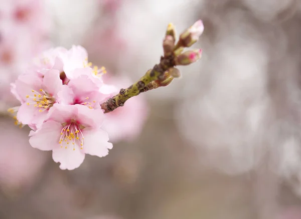 Horticulture of Gran Canaria - almond blossoms — Stock Photo, Image