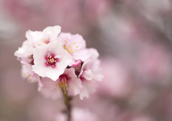 Ogrodnictwo Gran Canarii - kwiaty migdałów — Zdjęcie stockowe
