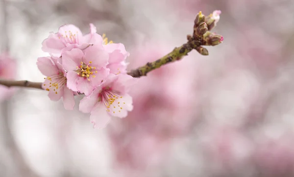 Horticulture of Gran Canaria - almond blossoms — Stock Photo, Image