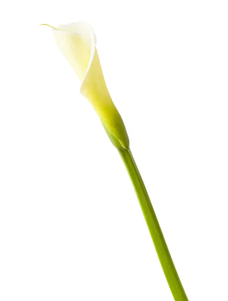 Single unopened calla lily — 스톡 사진