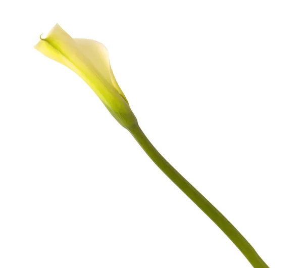 Einzige ungeöffnete Calla-Lilie — Stockfoto