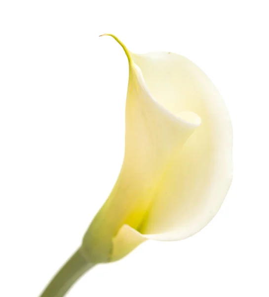 Jedna neotevřená calla lily — Stock fotografie