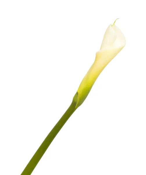 Enkel oöppnad lilja — Stockfoto