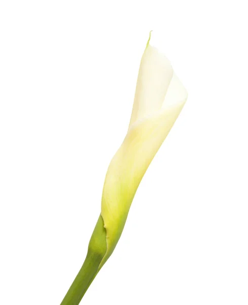 Jedna neotevřená calla lily — Stock fotografie