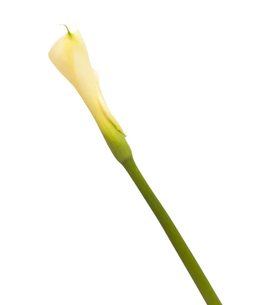 Jedna neotevřená calla lily — Stock fotografie