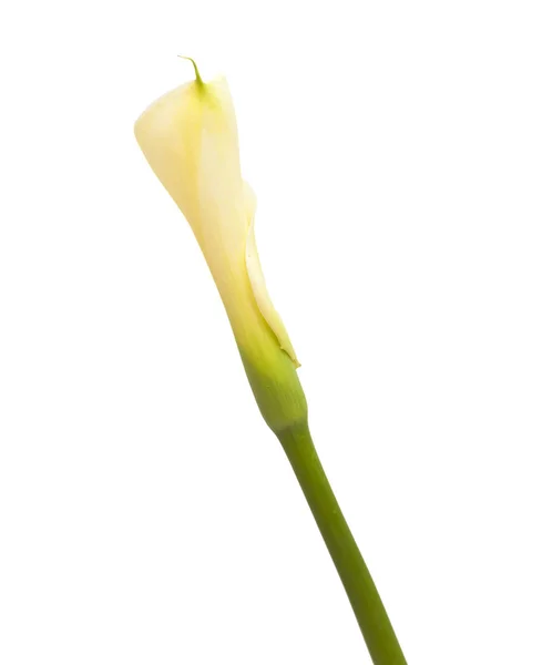 Einzige ungeöffnete Calla-Lilie — Stockfoto