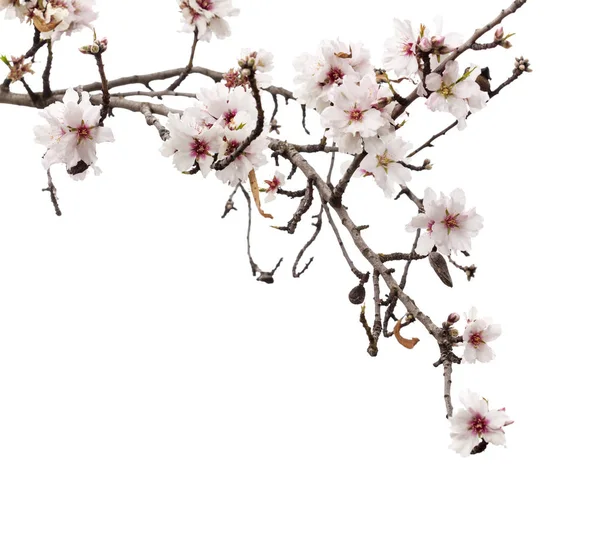 Horticulture of Gran Canaria - almond blossoms — Stock Photo, Image