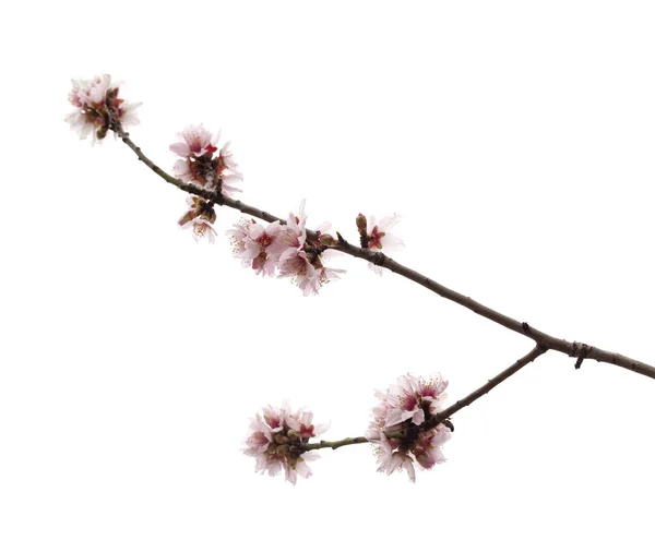 Horticulture of Gran Canaria - almond blossoms — Stock Photo, Image