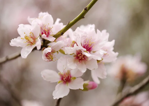 Almond blossom background — Stock Photo, Image