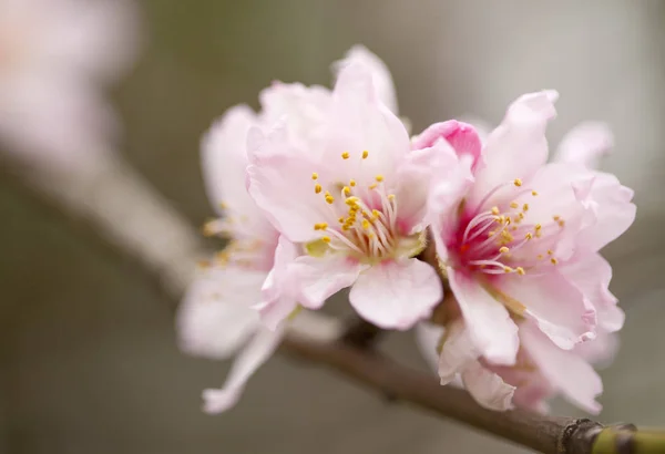 Almond blossom background — Stock Photo, Image