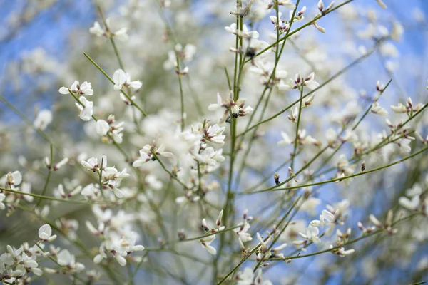 Flora Gran Canarii - Retama rhodorhizoides — Zdjęcie stockowe