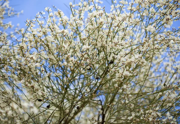 Flora Gran Canarii - Retama rhodorhizoides — Zdjęcie stockowe
