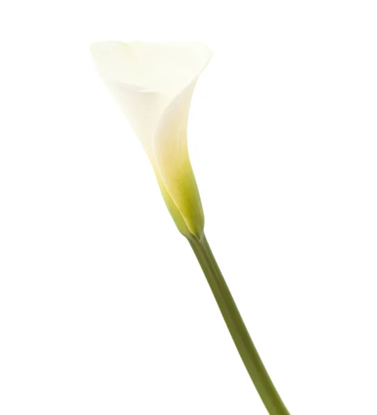 Lírio de calla único — Fotografia de Stock