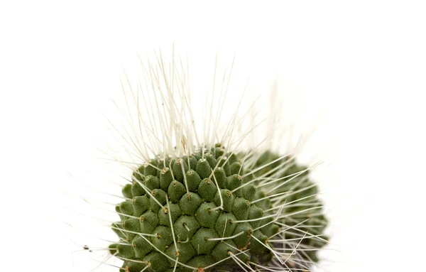 Piccolo cactus verde isolato su bianco — Foto Stock