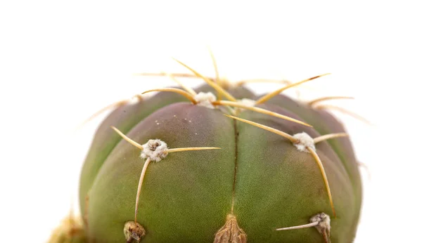 Petit cactus vert isolé sur blanc — Photo