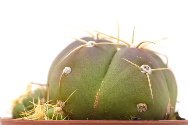 Piccolo cactus verde isolato su bianco — Foto Stock