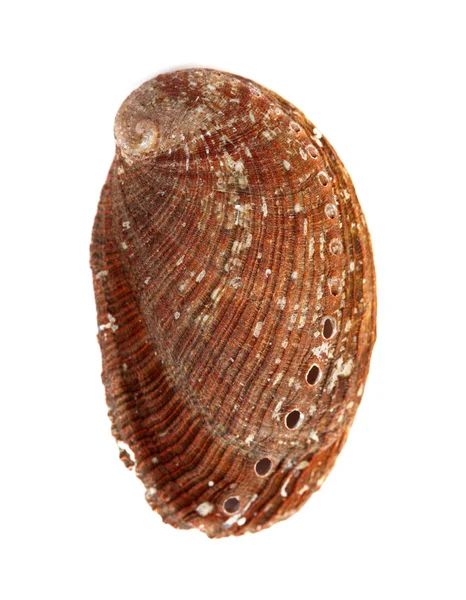 Ormer zielony, Haliotis tuberculata — Zdjęcie stockowe